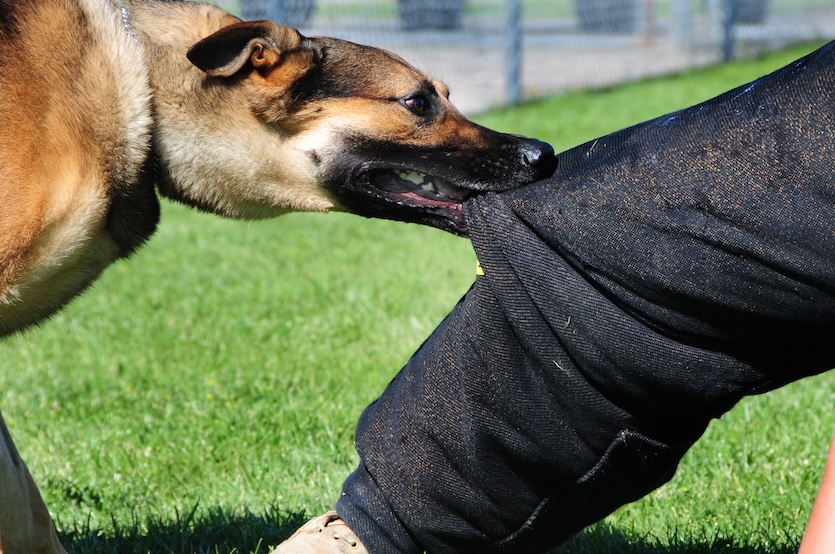 Dog Bite Injuries: Understanding Your Legal Rights and Path to Compensation